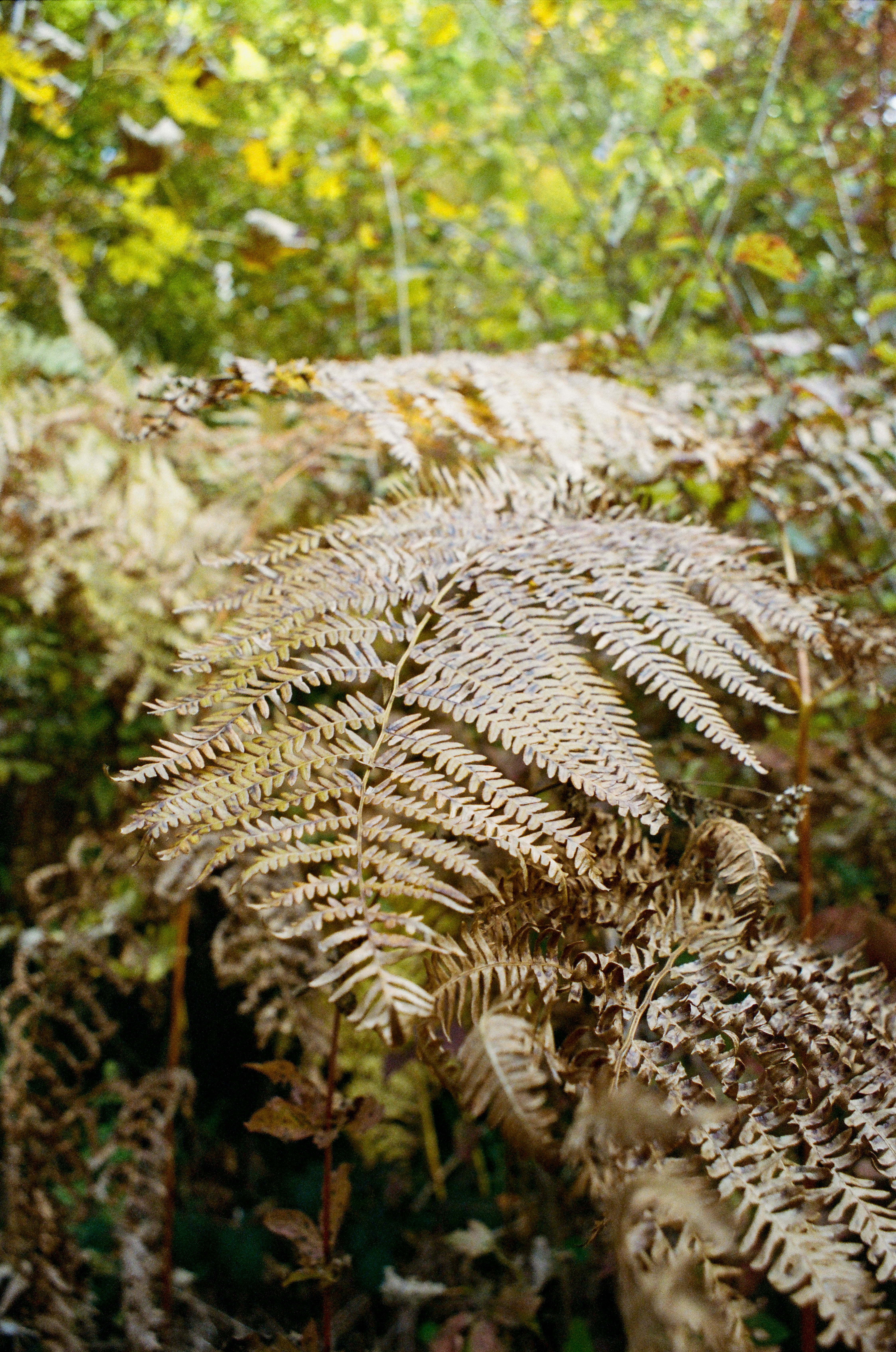 white and brown plant during daytime